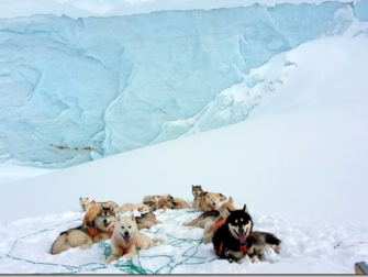 Nos chiens de traîneaux au Groenland