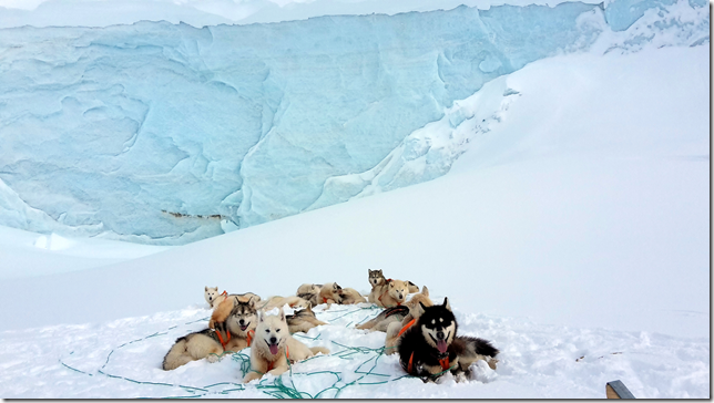 Nos chiens de traîneaux au Groenland