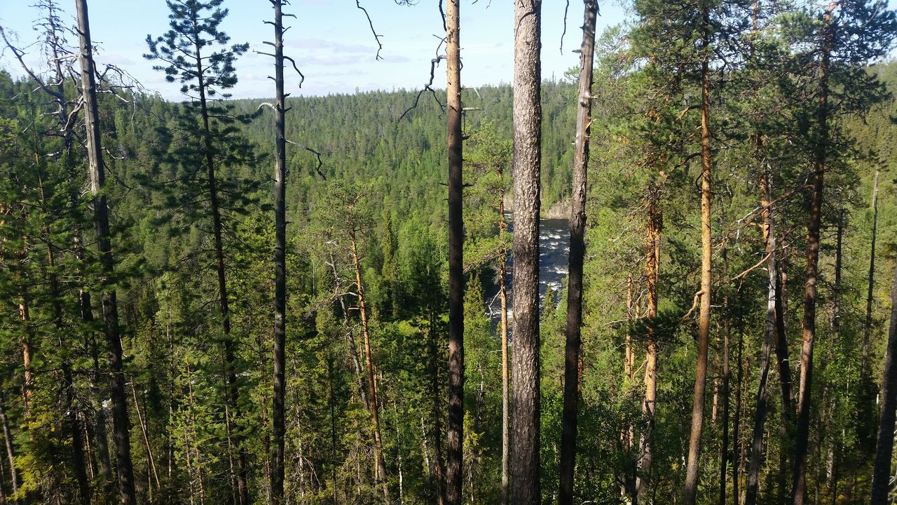 Forêt profonde dans le parc national d'Oulanka
