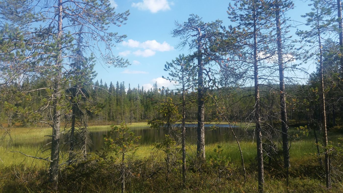 Étangs, tourbières et marais dans le Riisintunturi