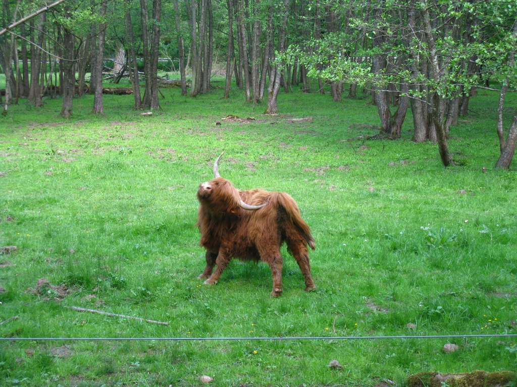 Les zones humides sont communes ce qui permet de croiser des vaches écossaises qui s’en accommodent bien !