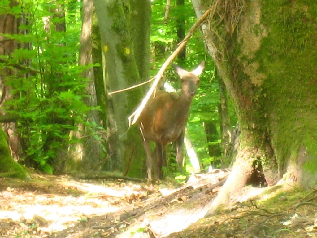 Une biche ! Le silence du vélo permet une approche discrète voir la collision et la panique (du cycliste et du gibier !)