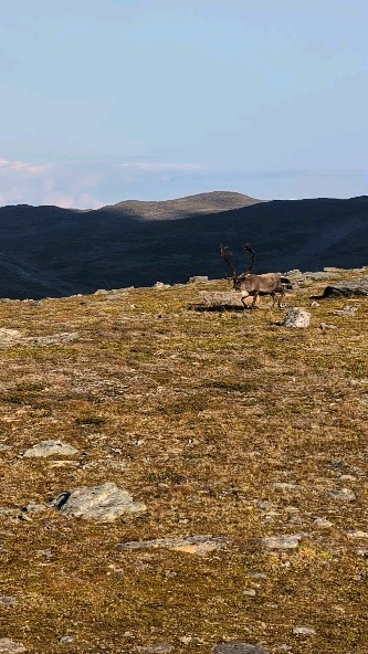Gáhppoaivi, un sommet à l'extrême nord de la Suède. La vue a 360° depuis ce sommet arrondi offre un panorama infini sur la Laponie finlandaise, la toundra suédoise et les montagnes accidentées de Norvège. 🇸🇪🇧🇻🇫🇮

Ce renne à la recherche de lichen, de tranquilité vis a vis des moustiques est le roi de la montagne. 👑 C'est lui qui va introduire une petite série de photos, que nous allons partager avec vous, d'une itinérance dans le secteur des 3 frontières, au pays des Samis (Laponie). 

➡️ Vous nous suivez ?

#norvege #finlande #suede #renne #laponie #sami #trek #trekking #outdoor