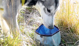 Inook fait de la cani-randonnée !
