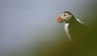 Varanger, réel paradis pour oiseaux Macareux Moine