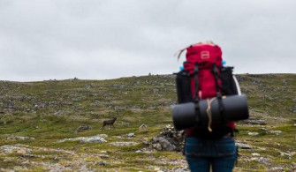 Sentiers de rennes dans le Jämtland
