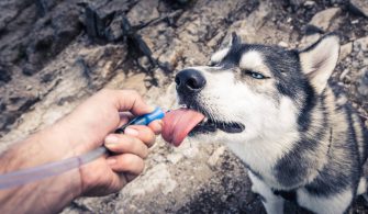 5 humains, 3 huskies en trek dans le Cantal